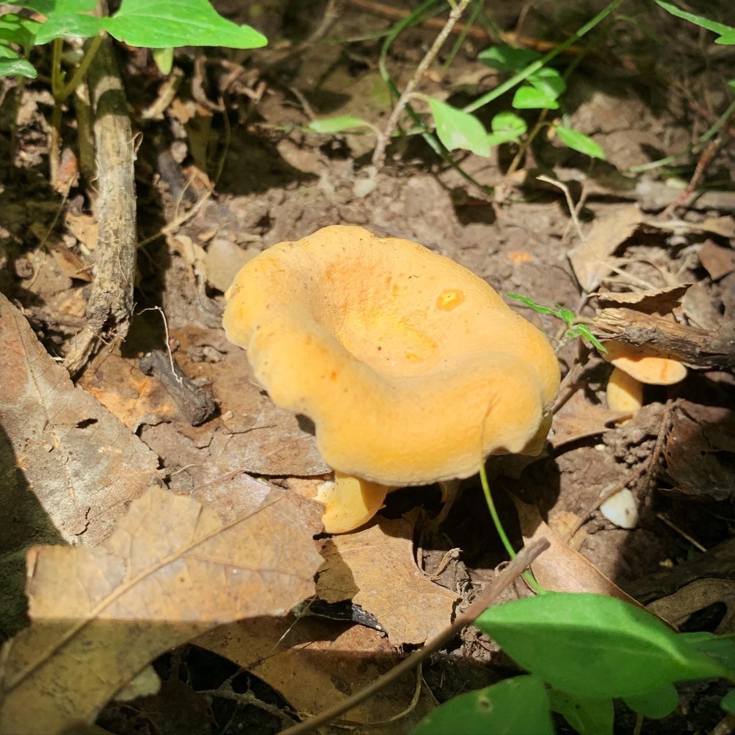 Chanterelles 1.jpg